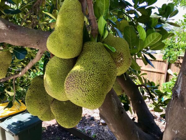 Jackfruit - Black Gold Seedling (Medium) - Image 3