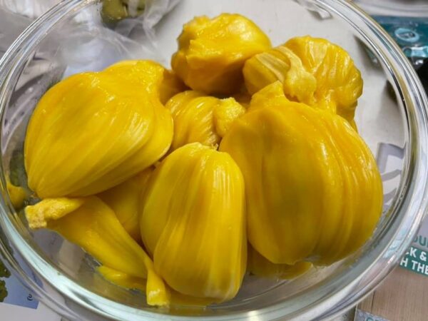 Jackfruit - Gold Nugget Seedling (Large)