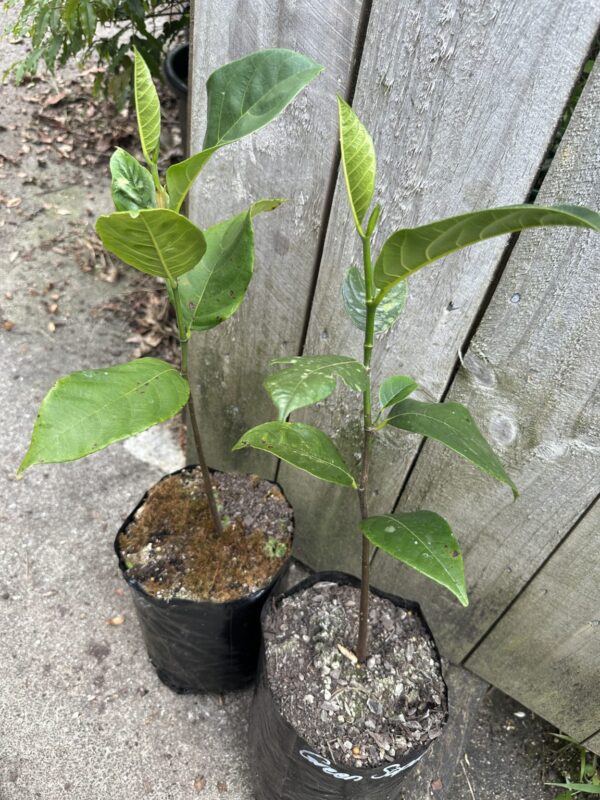 Jackfruit - Gold Nugget Seedling (Large) - Image 2