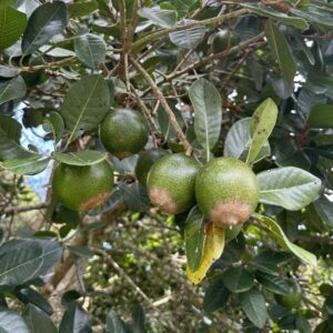 Lucuma tree in fruit.