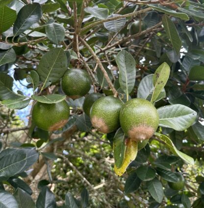 Lucuma tree in fruit.