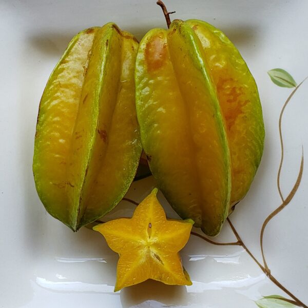 Starfruit - Sri Kembangan Seedling