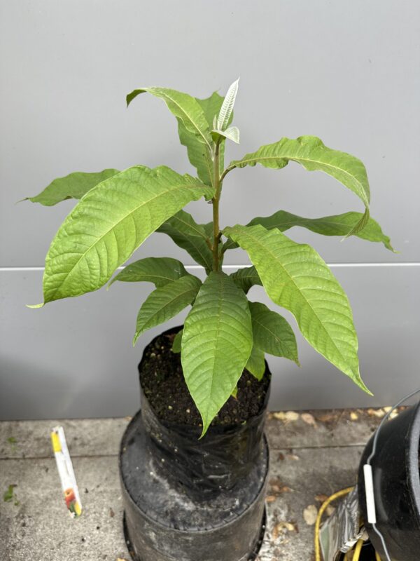 Green Sapote Seedling - Image 2