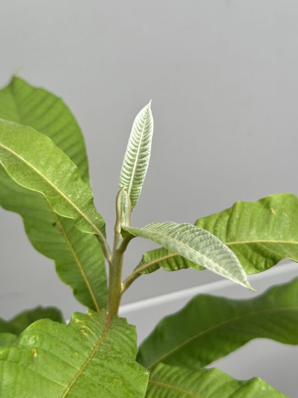 Green Sapote Seedling - Image 3