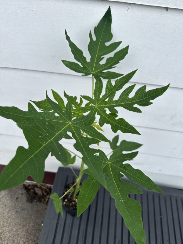 Dwarf Papaya - Hawaiian Solo Sunset - Image 4