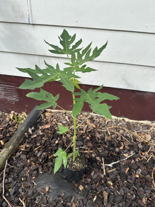 Dwarf Papaya - Hawaiian Solo Sunset - Image 3