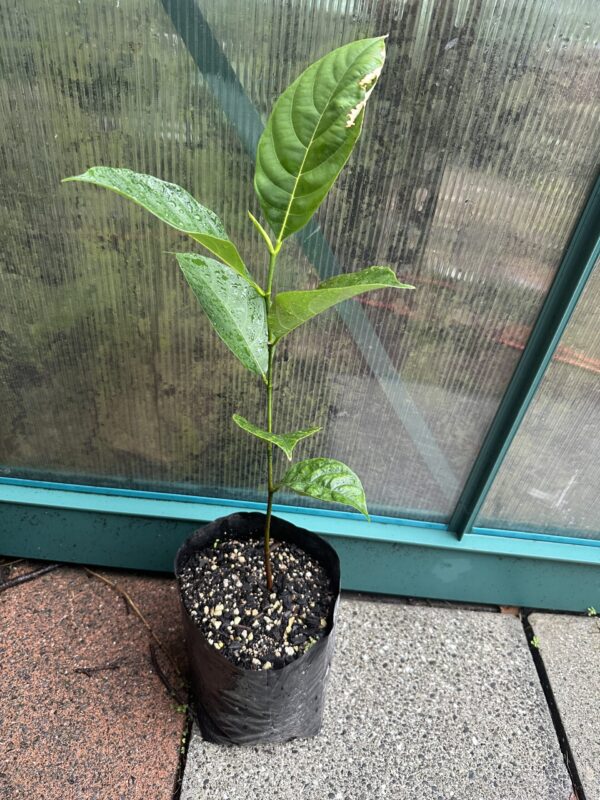 Jackfruit - Black Gold Seedling (Medium) - Image 2