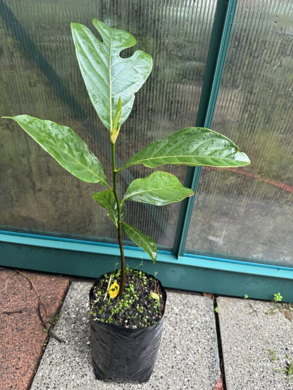 Jackfruit - Black Gold Seedling (Large) - Image 2