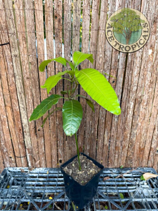 Mango - Indian Seedling (Medium) - Image 2