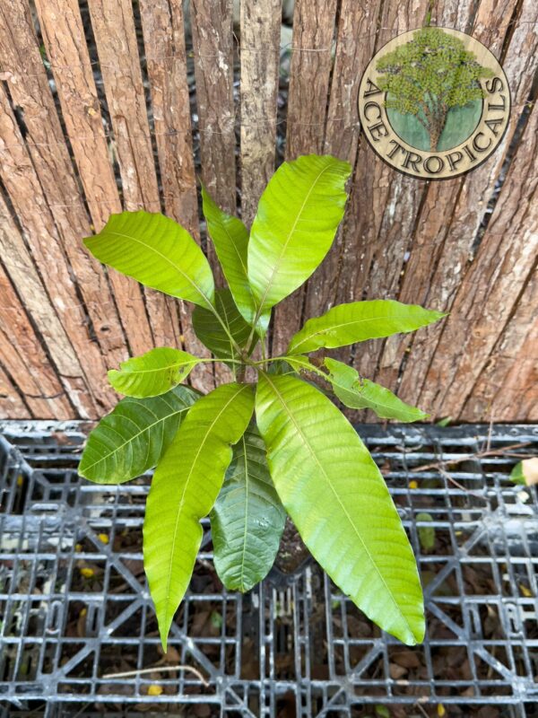 Mango - Indian Seedling (Medium) - Image 3