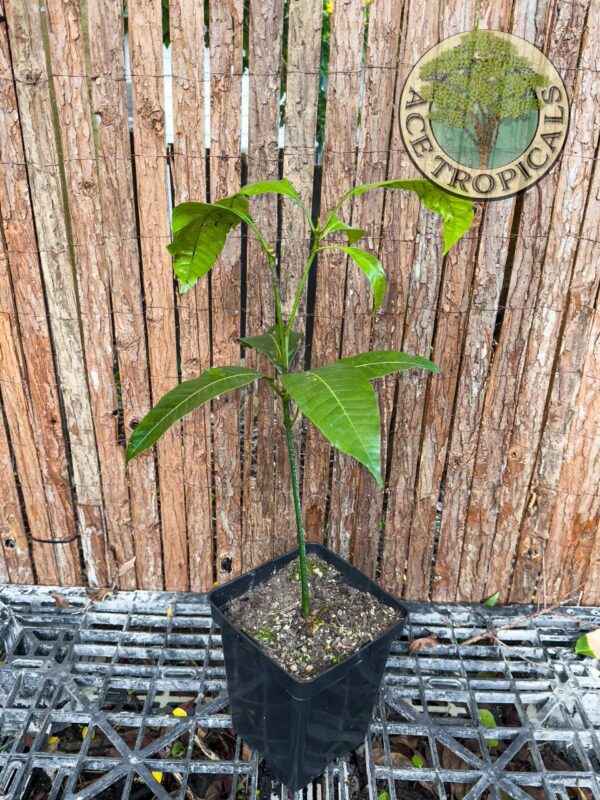 Mango - Indian Seedling (Medium) - Image 4