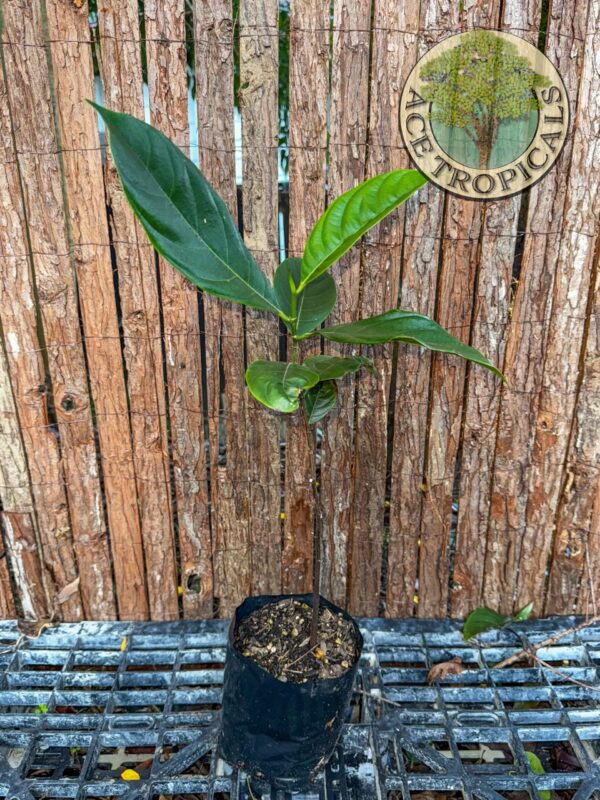 Jackfruit - Yellow Seedling - Image 3