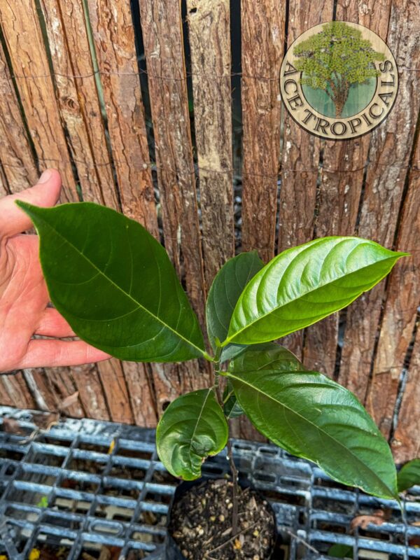 Jackfruit - Yellow Seedling - Image 2