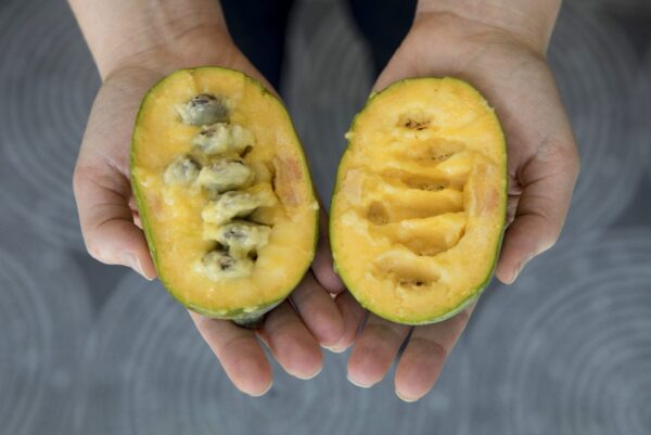 American Pawpaw (Peterson Seedling)