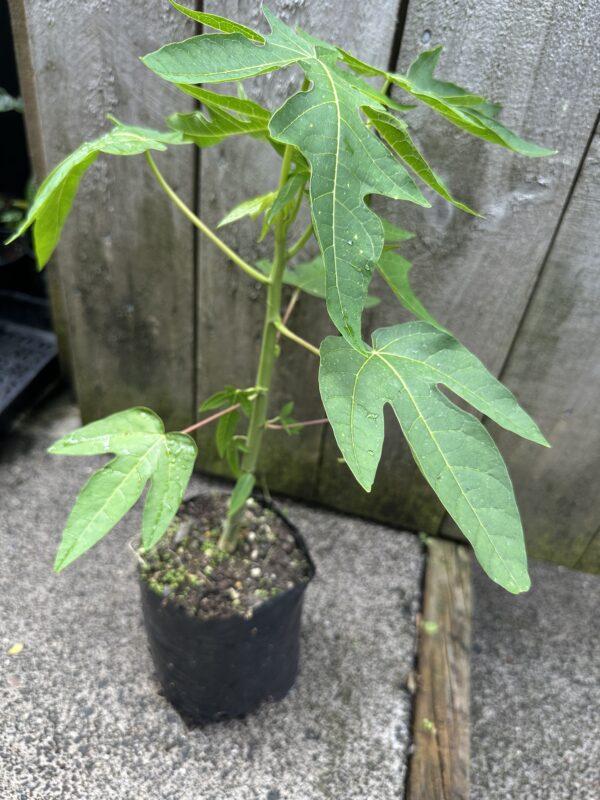 Dwarf Papaya - Red Nemesis F1 - Image 2