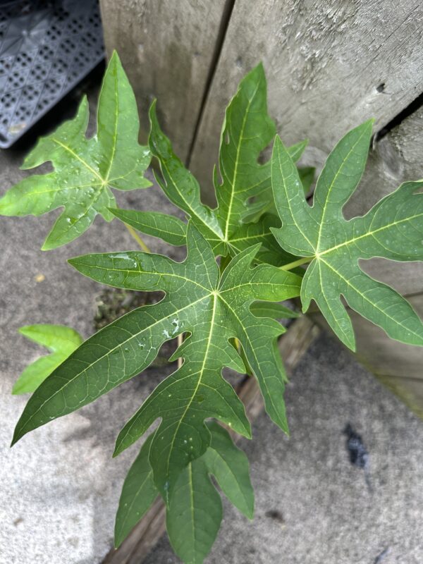 Dwarf Papaya - Red Nemesis F1 - Image 3