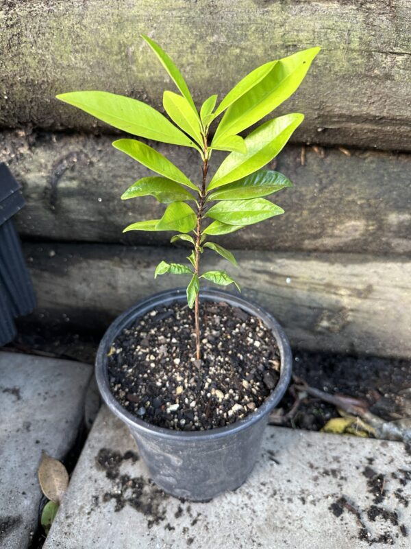 Grumichama Seedling - Image 2