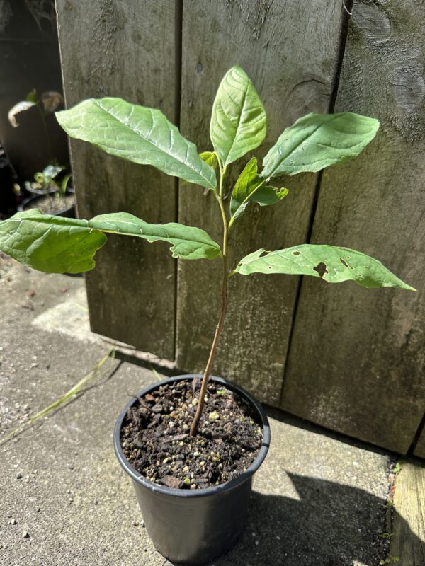 American Pawpaw (Peterson Seedling) - Image 2