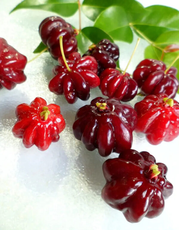 Surinam Cherry - Giant Red Seedling