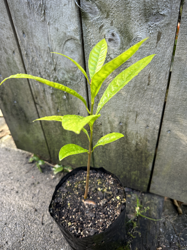 Ross Sapote Seedling - Image 2