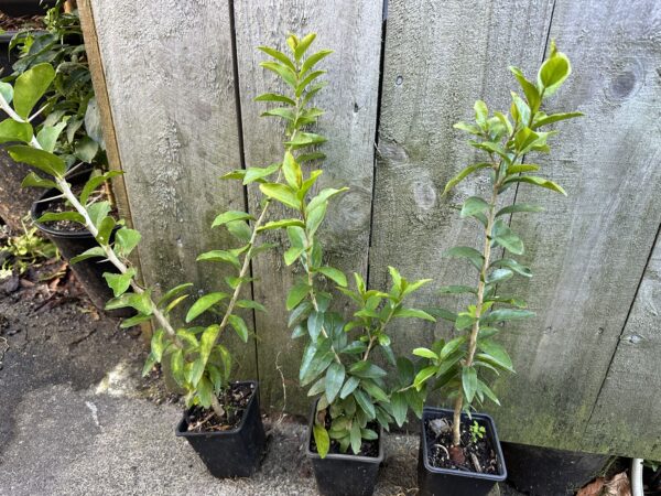 4x Kei Apple Seedlings - Image 2