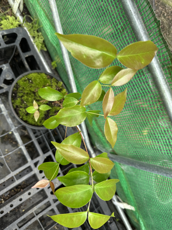 Surinam Cherry - Giant Dark Red Seedling - Image 3