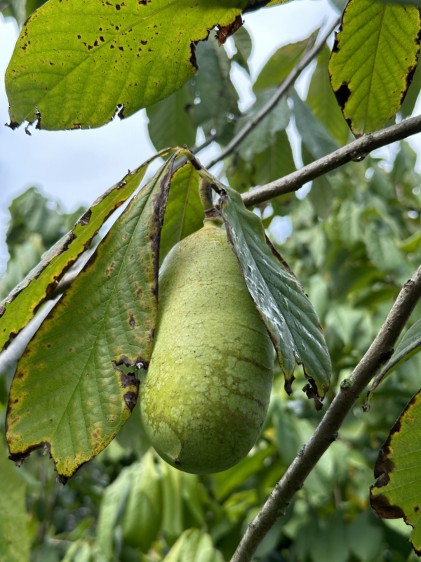 GRAFTED American Pawpaw (Large fruited)