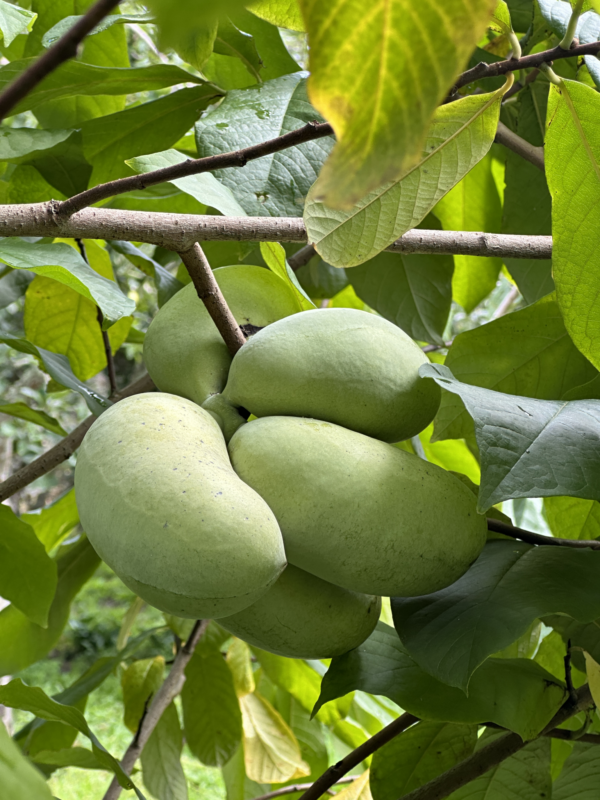 GRAFTED American Pawpaw (Medium cluster type)