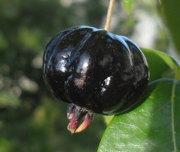 Surinam Cherry - Zill Dark Seedling