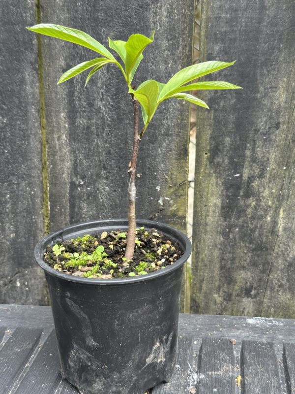 GRAFTED American Pawpaw (Large fruited) - Image 2