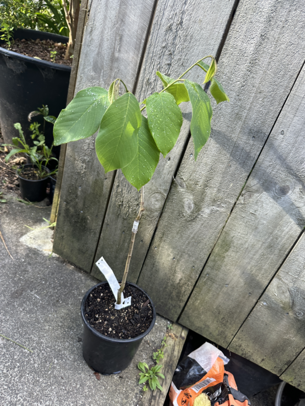 Cherimoya - White (Grafted) - Image 2