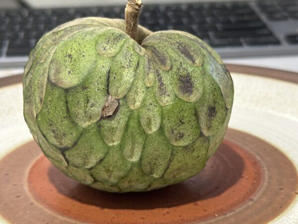 Cherimoya - White (Grafted)