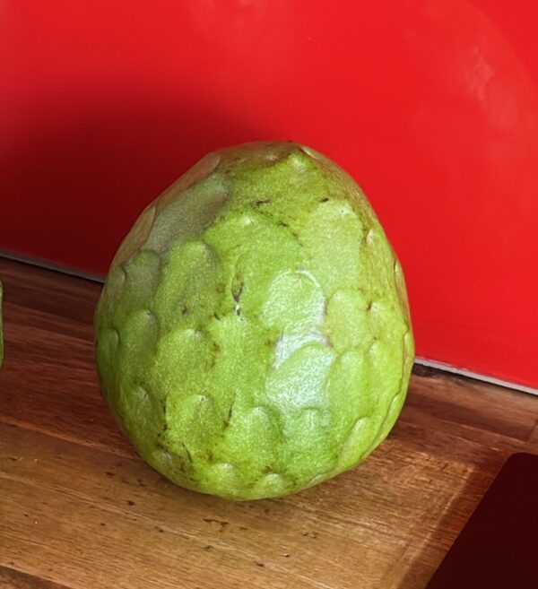 Cherimoya - Wookie (Grafted)