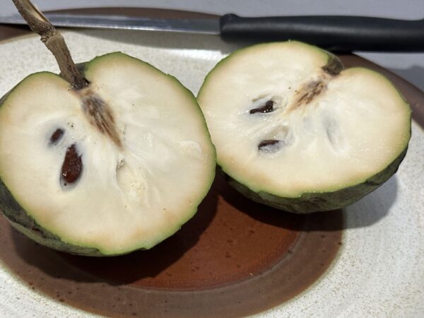 Cherimoya - Rex (Grafted)