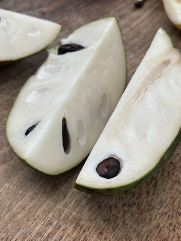 Cherimoya - Pearla (Grafted)