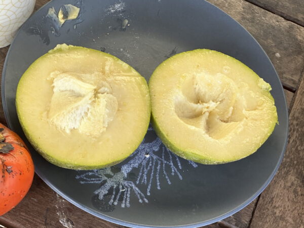 Casimiroa - Wiki Woo (White Sapote)