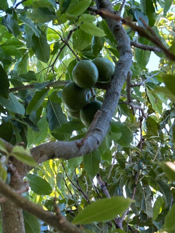 Casimiroa - LNP (White Sapote)