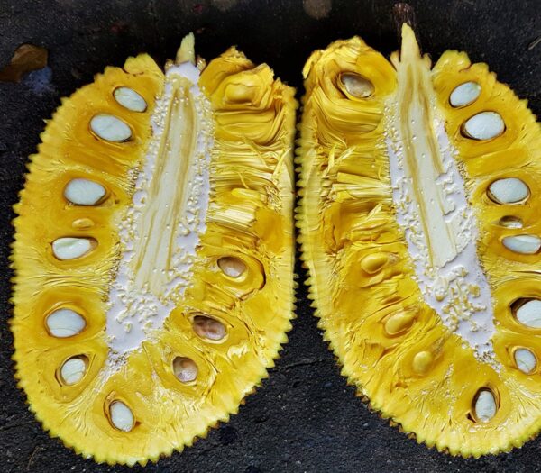 Jackfruit - 'J33 Honey' Seedling